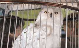 Hedwig