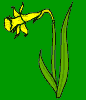 nôl